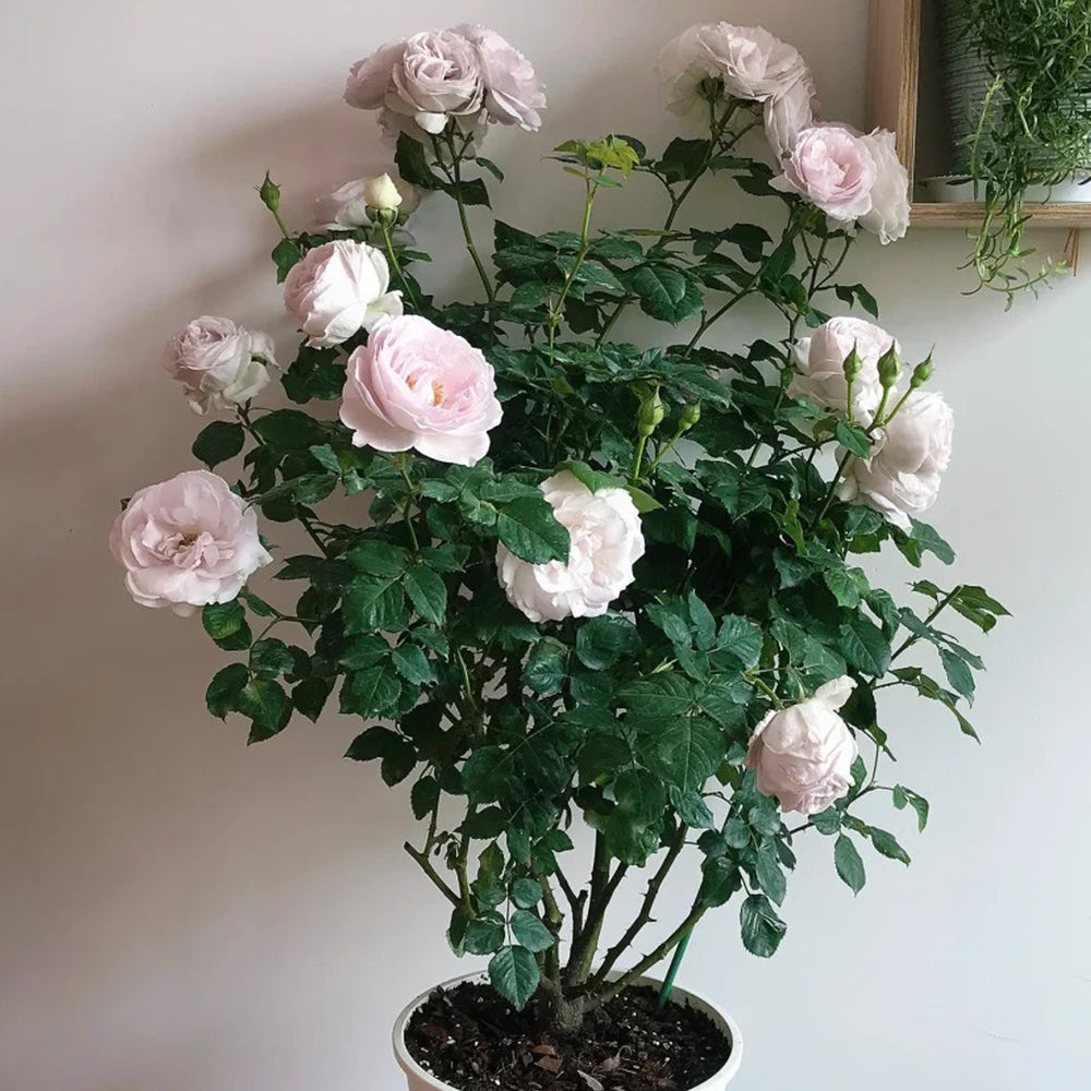 Jade Chalice Chinese Florist Shrub Rose