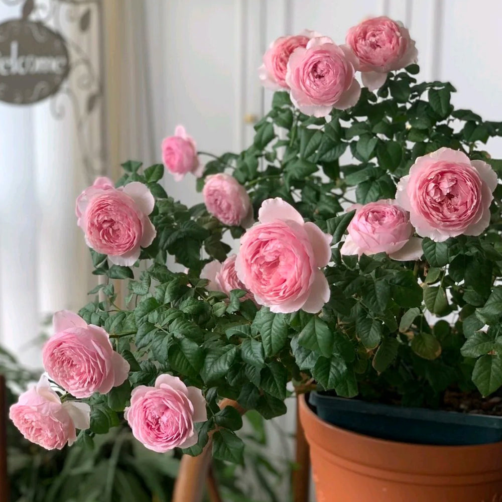 Jade Charm Chinese Florist Shrub Rose