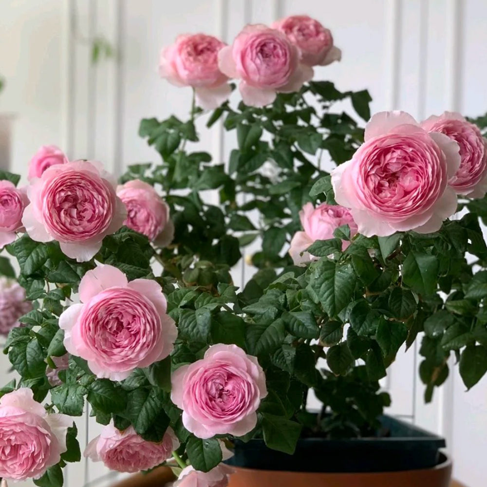 Jade Charm Chinese Florist Shrub Rose