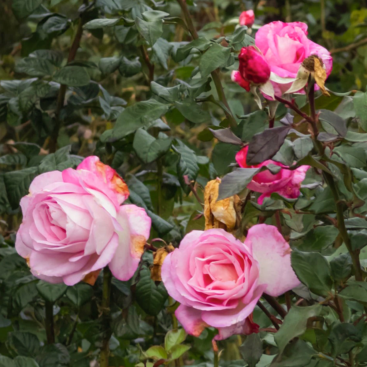 Jean Carles French Florist Shrub Rose