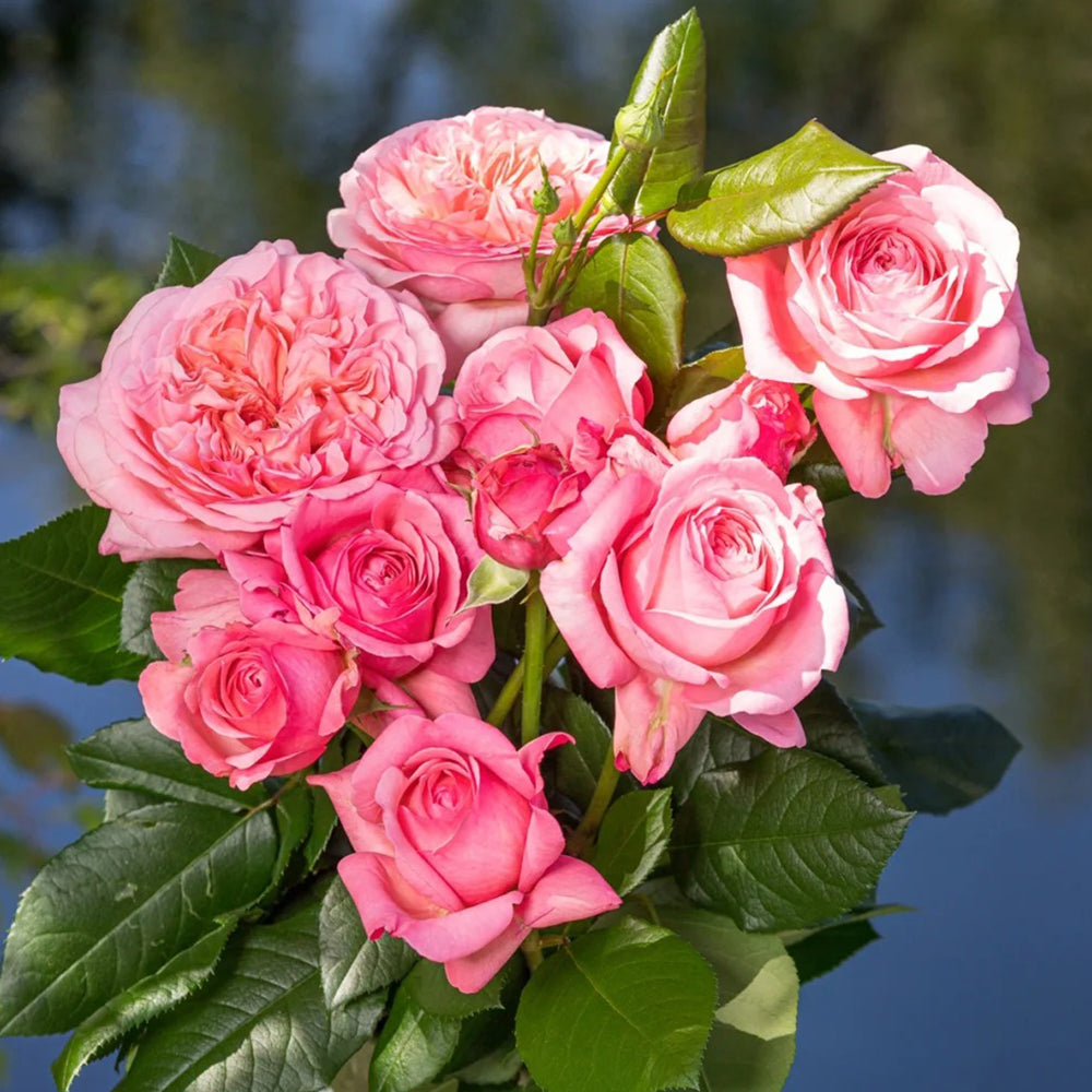 Jean de la Fontaine French Florist Hybrid Tea Rose