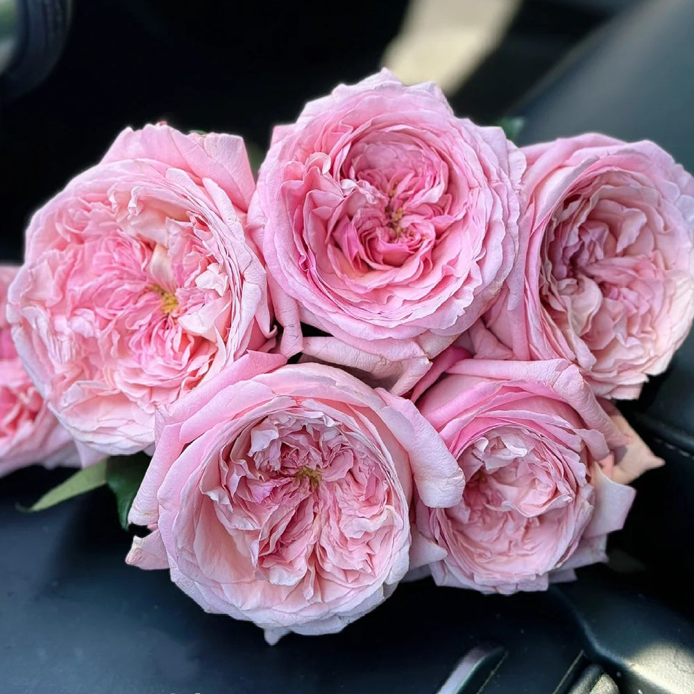 Jean de la Fontaine French Florist Hybrid Tea Rose