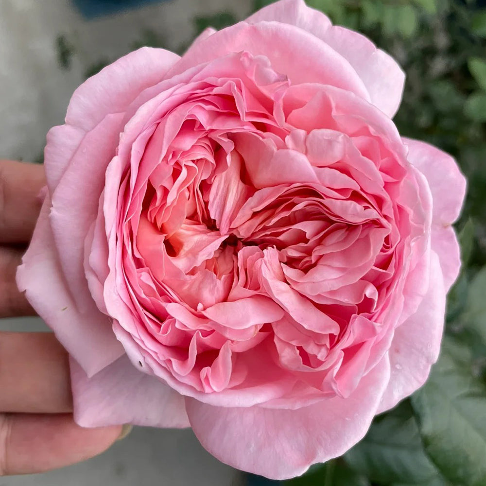 Jean de la Fontaine French Florist Hybrid Tea Rose