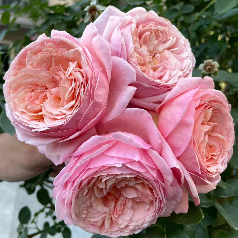 Jean de la Fontaine French Florist Hybrid Tea Rose