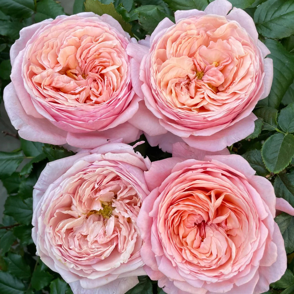 Jean de la Fontaine French Florist Hybrid Tea Rose