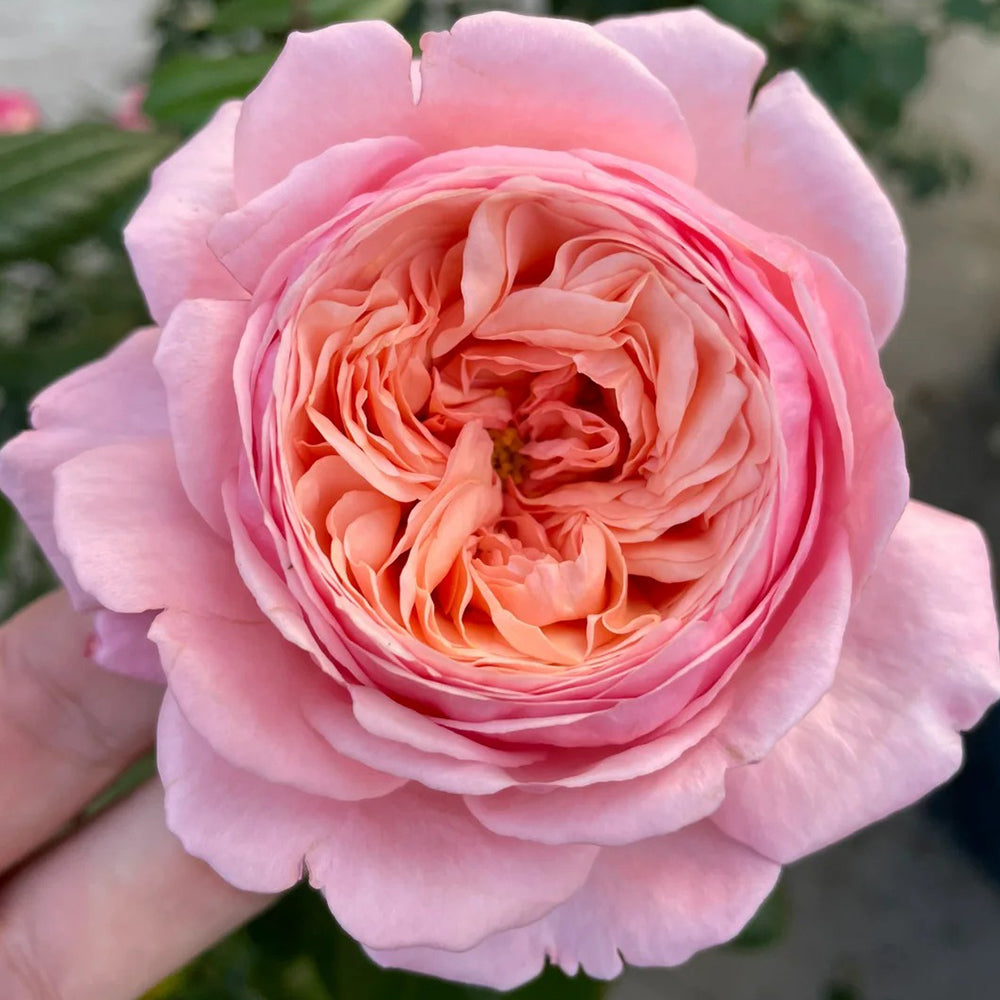 Jean de la Fontaine French Florist Hybrid Tea Rose