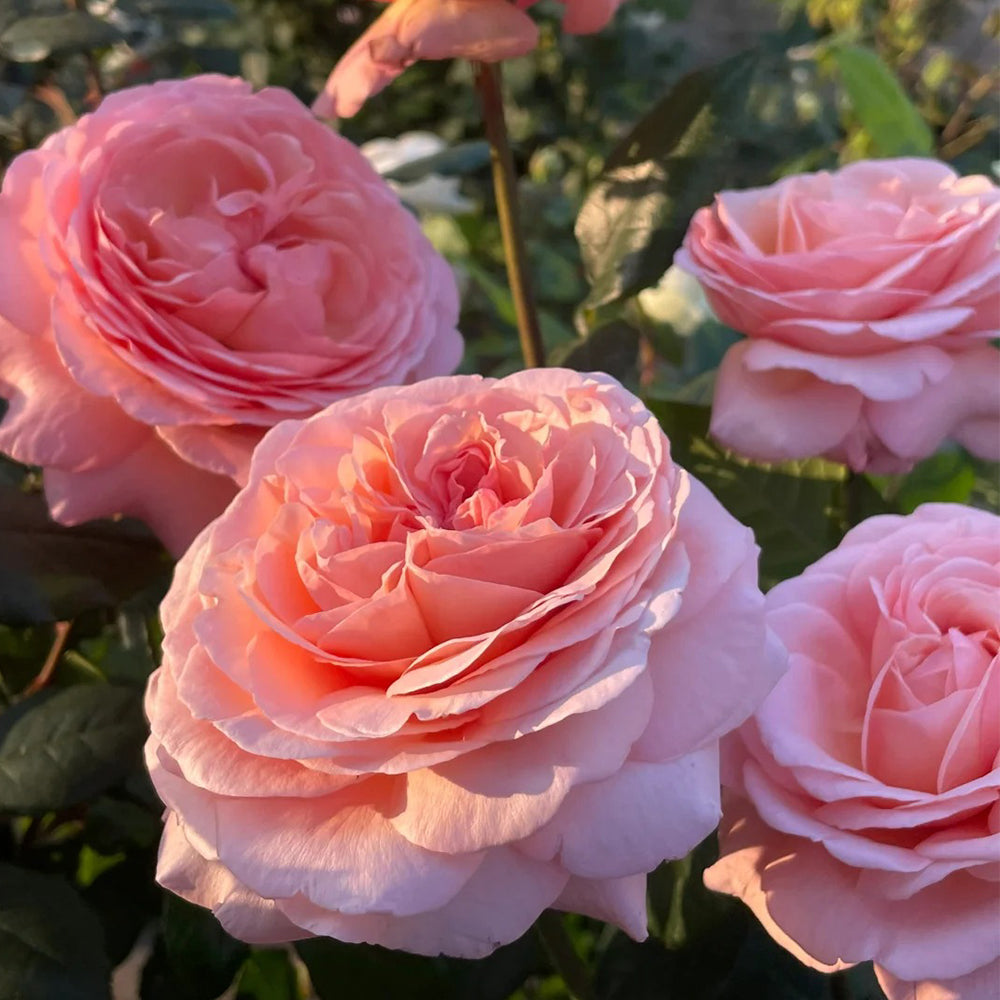Jean de la Fontaine French Florist Hybrid Tea Rose