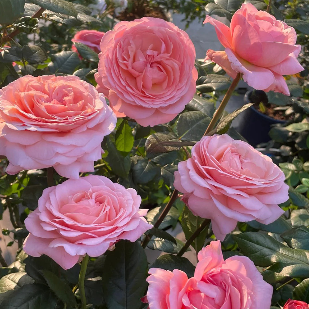 Jean de la Fontaine French Florist Hybrid Tea Rose