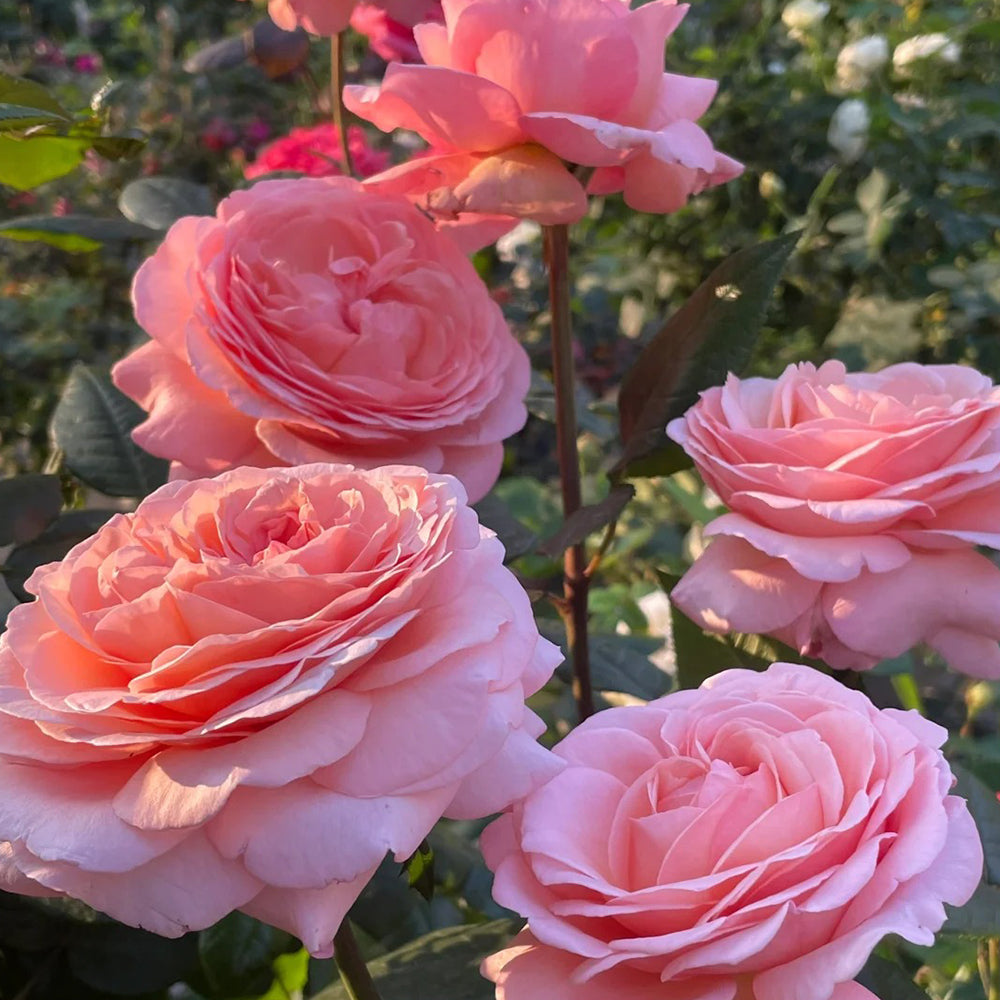 Jean de la Fontaine French Florist Hybrid Tea Rose