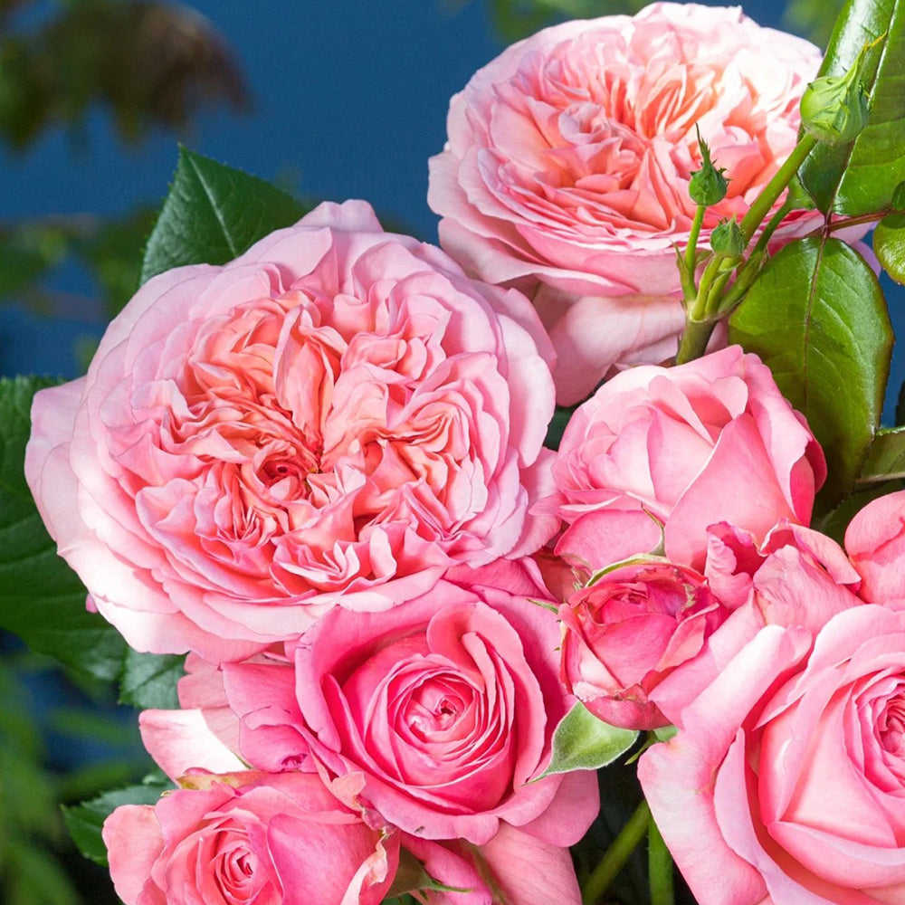 Jean de la Fontaine French Florist Hybrid Tea Rose