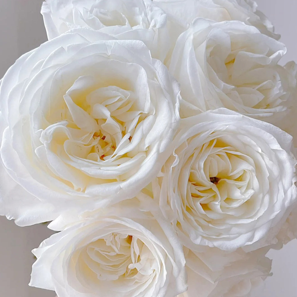 Jeanne Moreau French Florist Shrub Rose