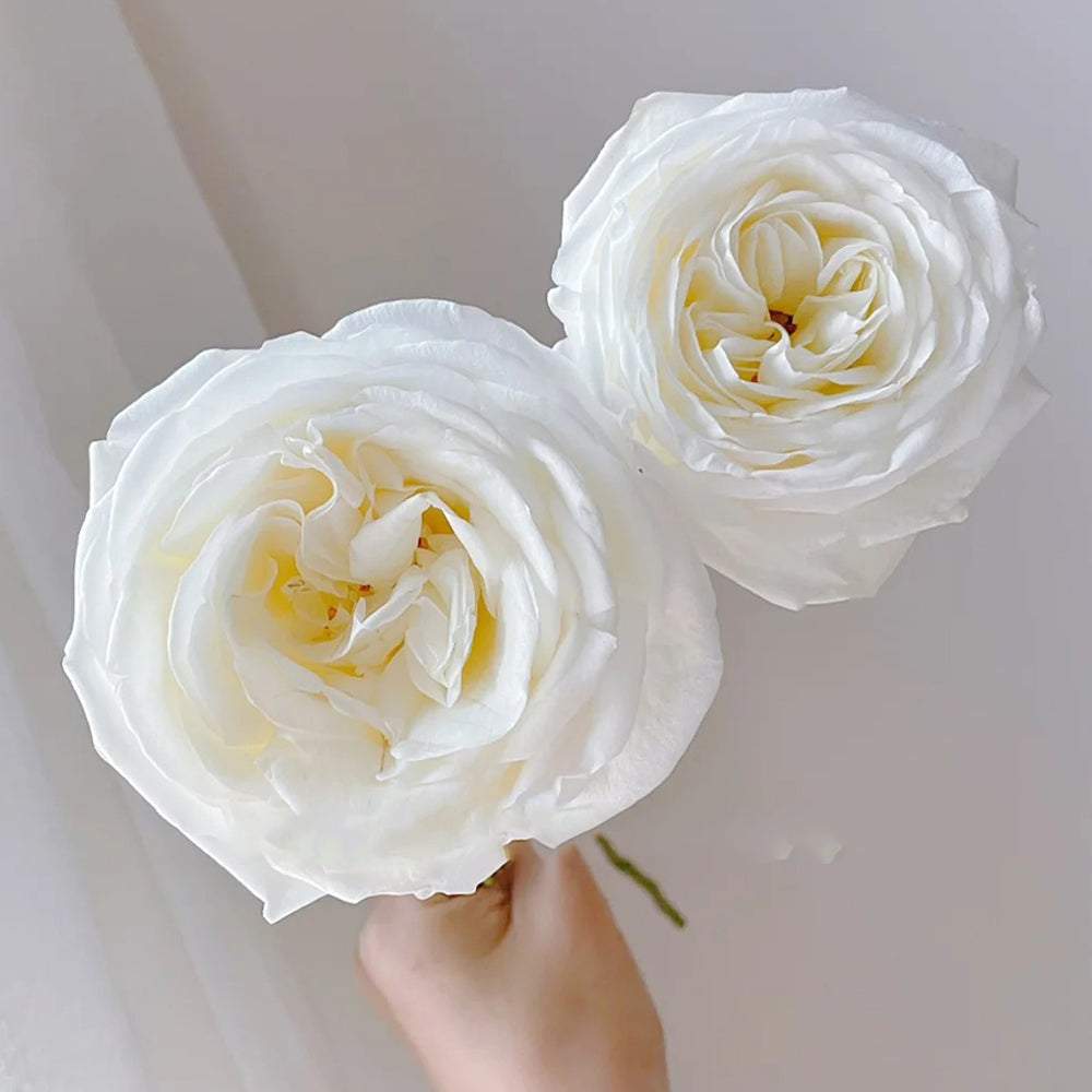 Jeanne Moreau French Florist Shrub Rose