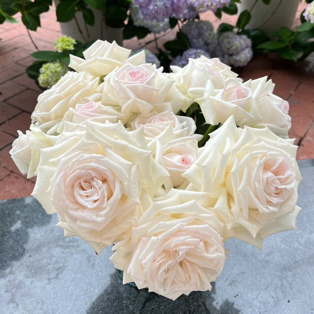 Jeanne Moreau French Florist Shrub Rose