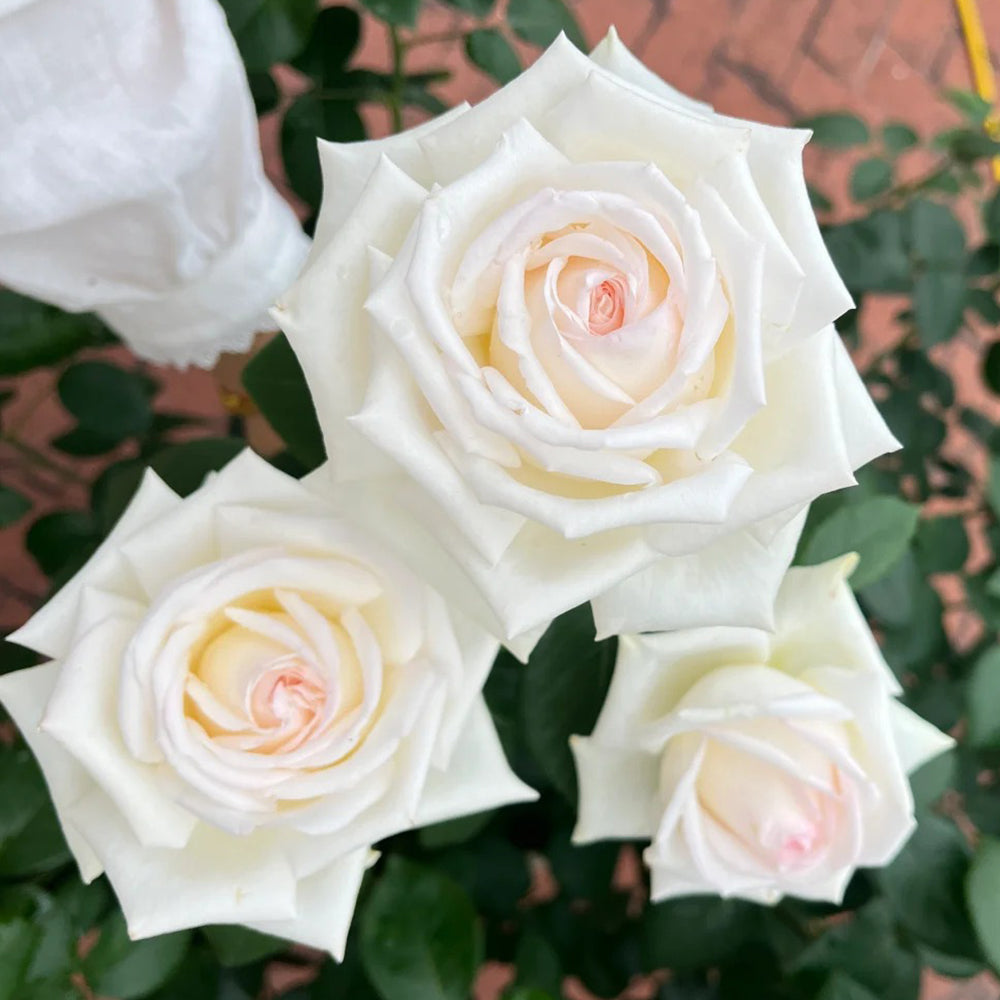 Jeanne Moreau French Florist Shrub Rose
