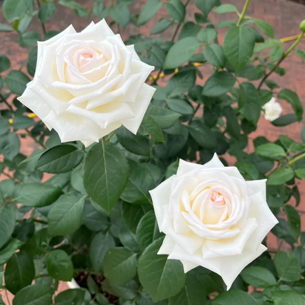 Jeanne Moreau French Florist Shrub Rose