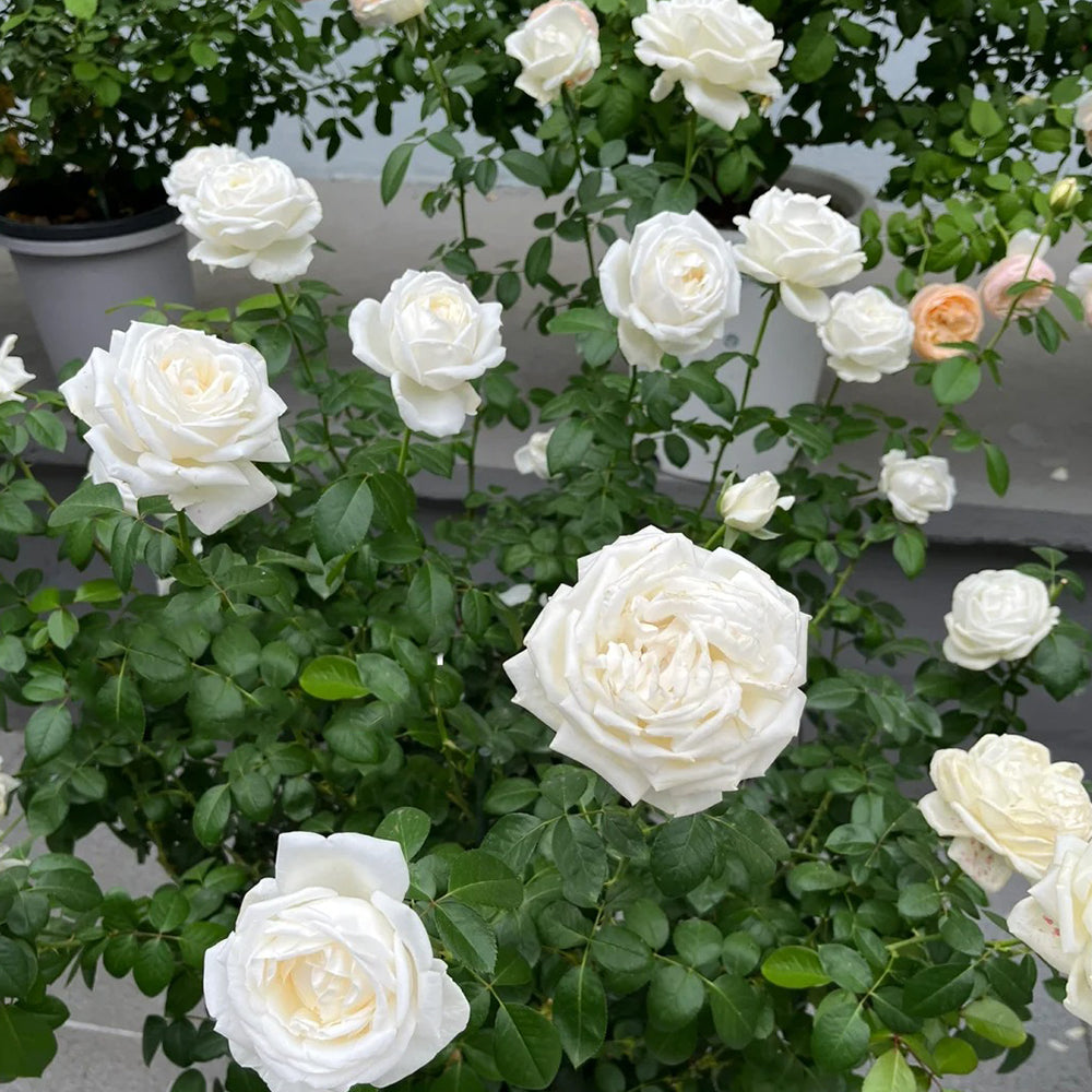 Jeanne Moreau French Florist Shrub Rose