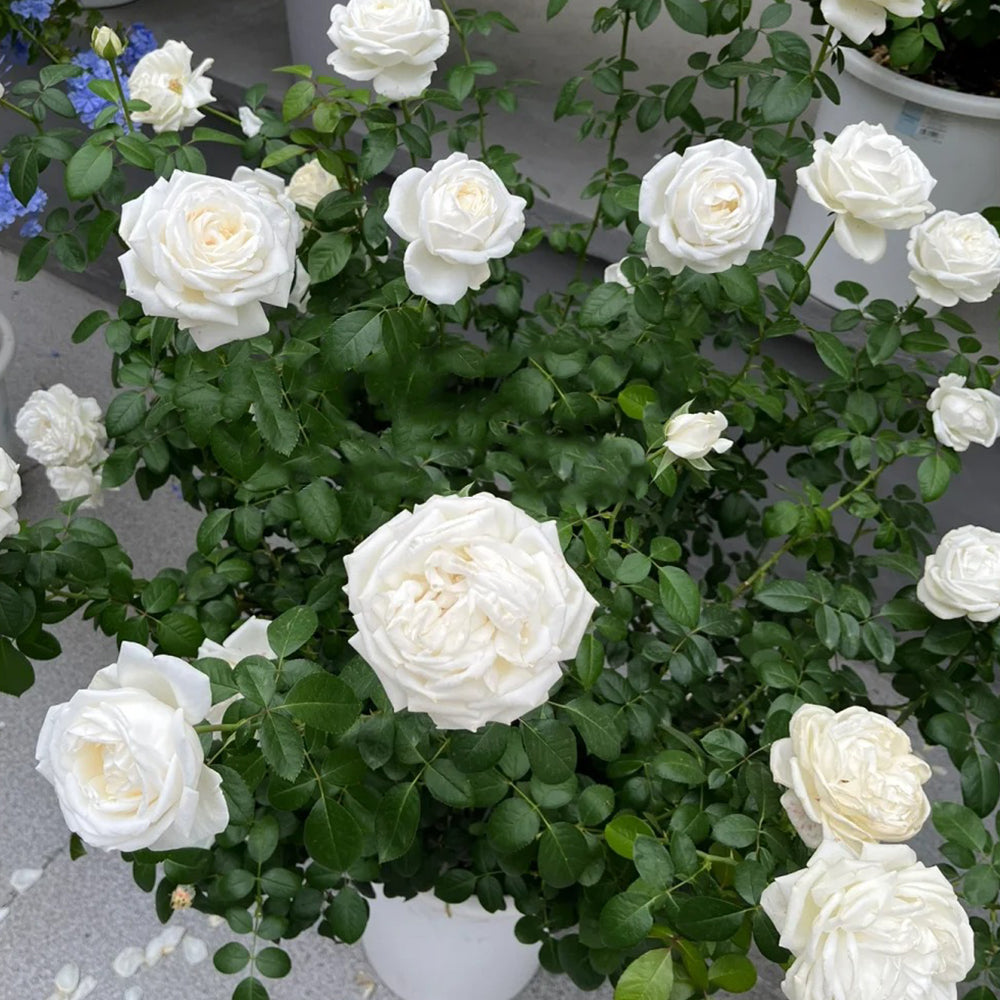 Jeanne Moreau French Florist Shrub Rose