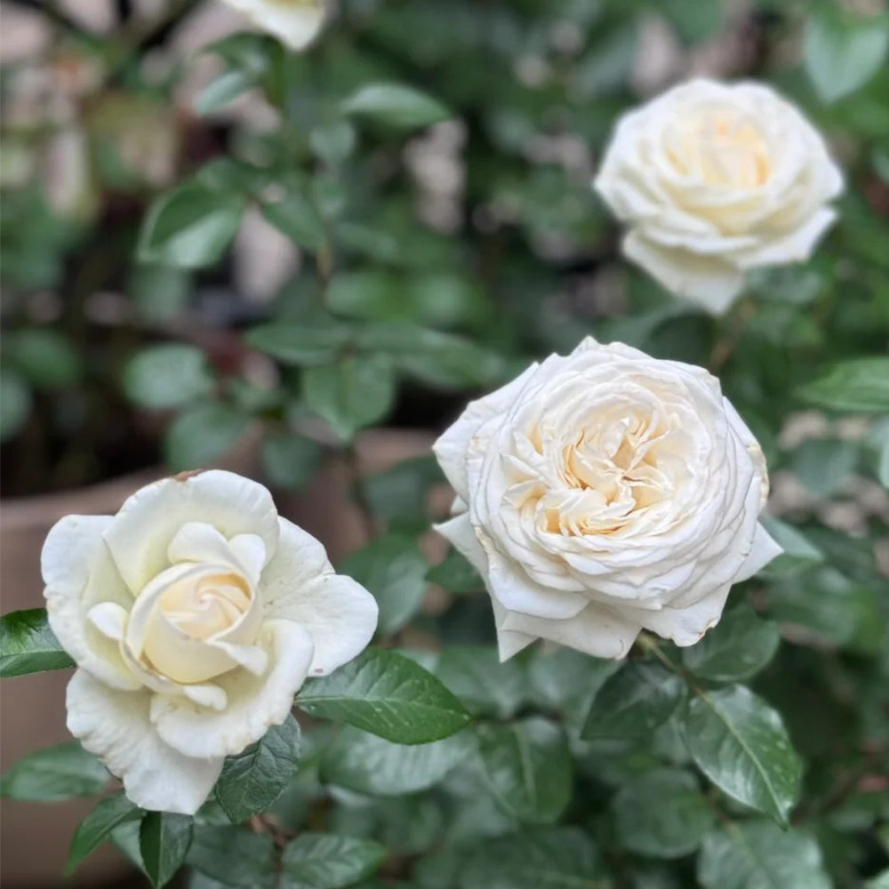 Jeanne Moreau French Florist Shrub Rose