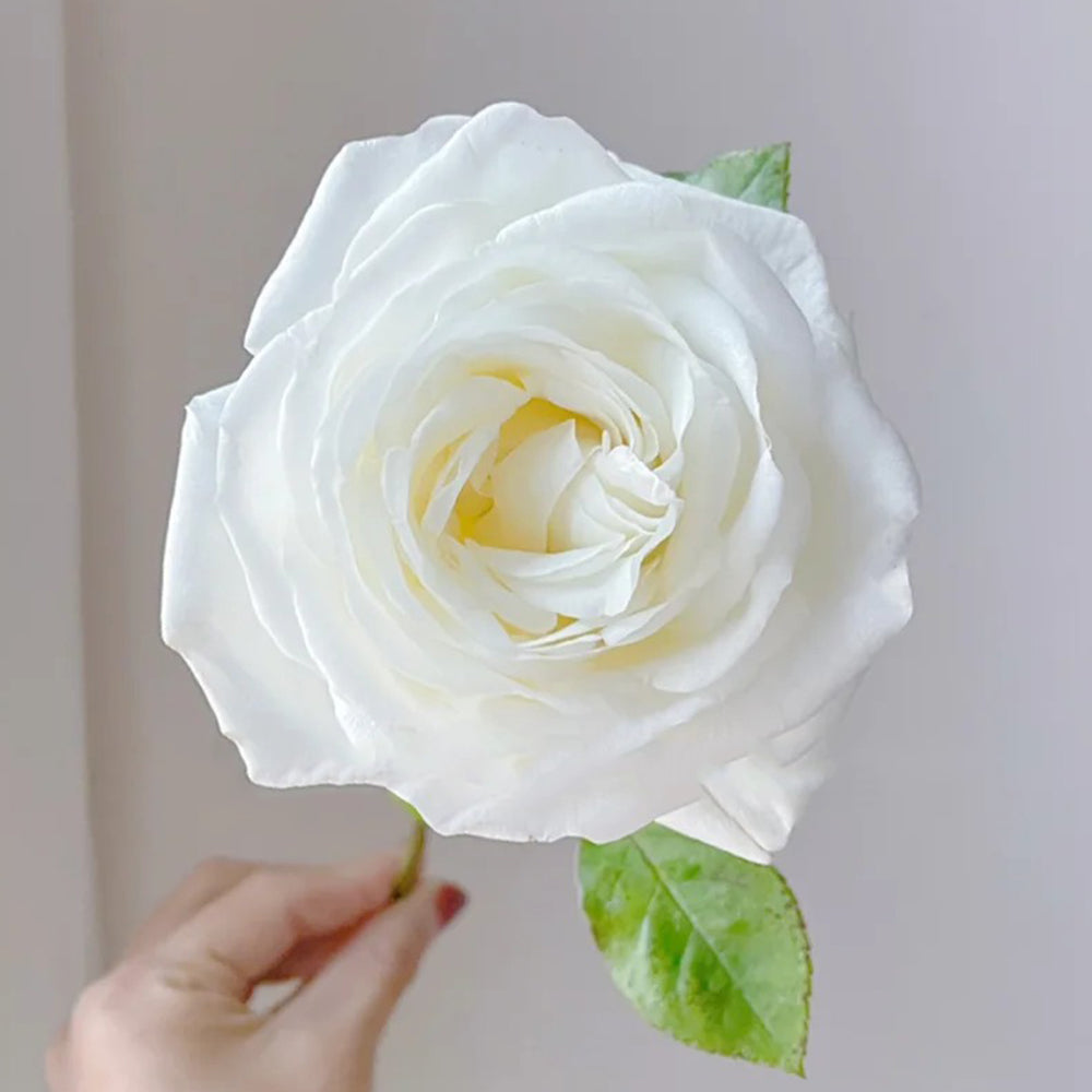 Jeanne Moreau French Florist Shrub Rose