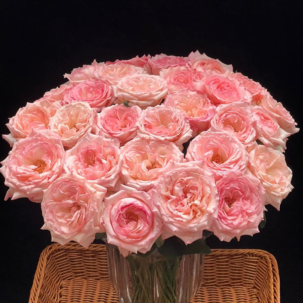 French Florist Shrub Rose Inspired by Joyce