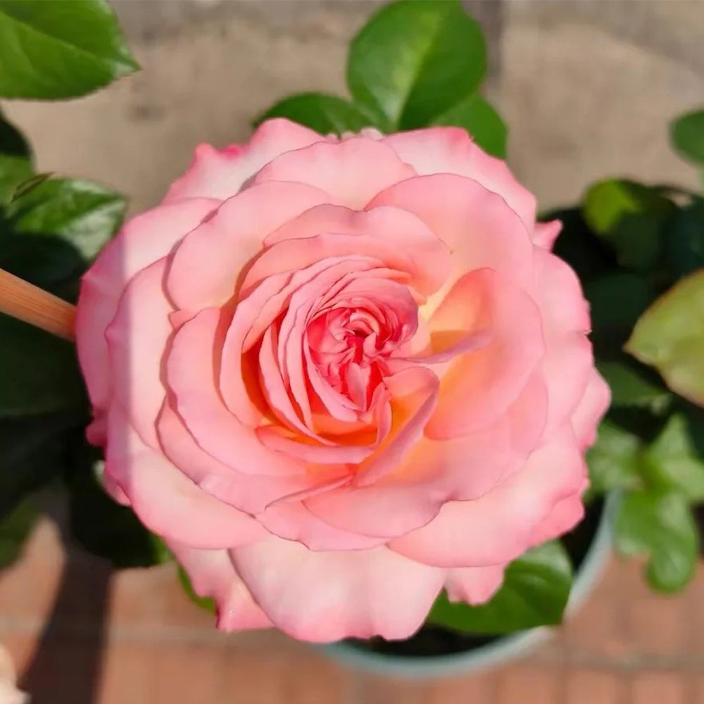 French Florist Shrub Rose Inspired by Joyce