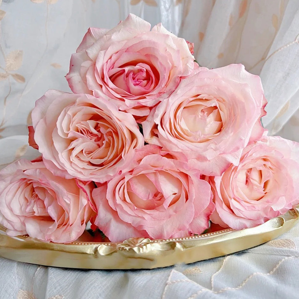 French Florist Shrub Rose Inspired by Joyce