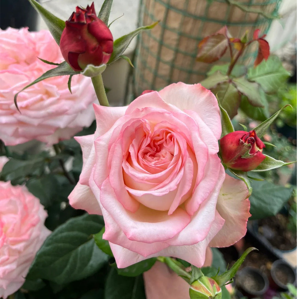French Florist Shrub Rose Inspired by Joyce