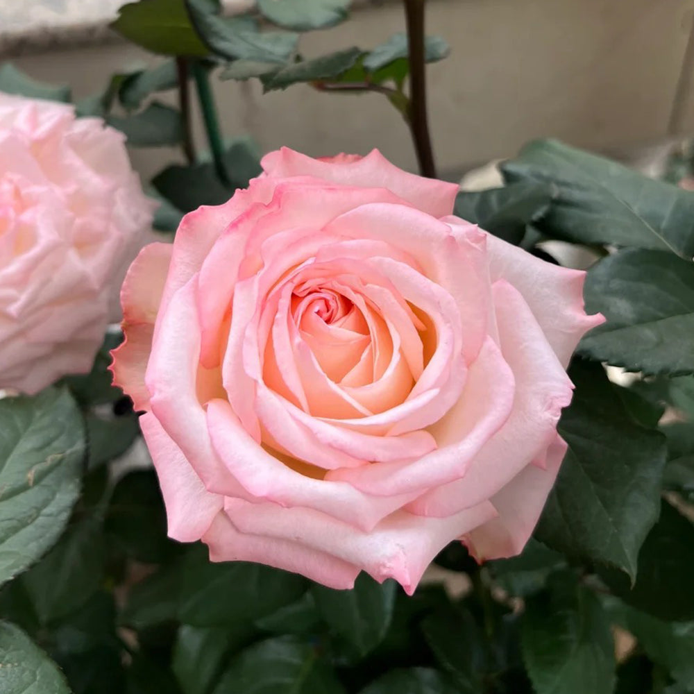 French Florist Shrub Rose Inspired by Joyce