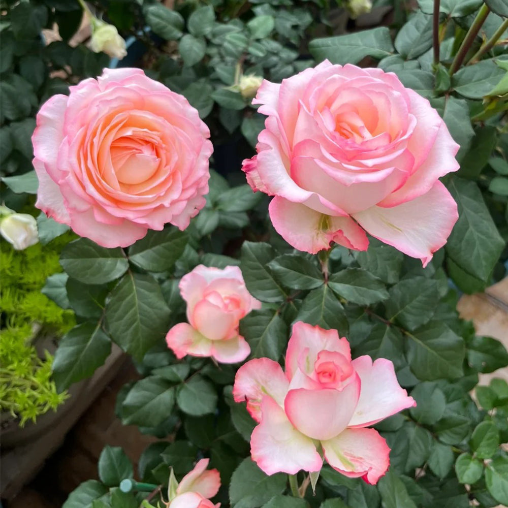 French Florist Shrub Rose Inspired by Joyce
