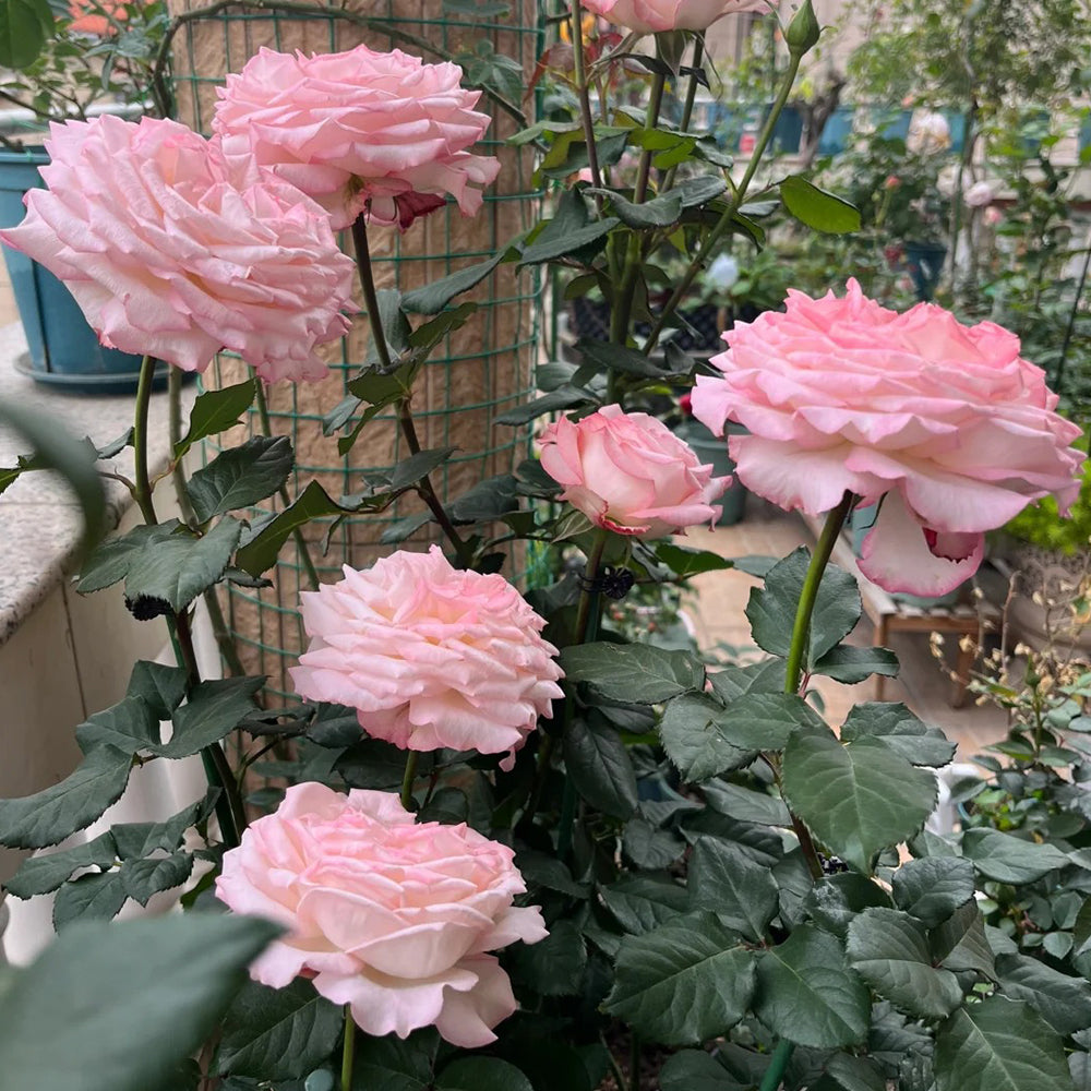 French Florist Shrub Rose Inspired by Joyce