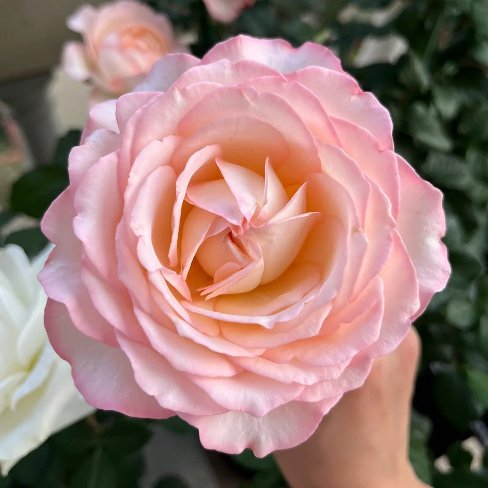 French Florist Shrub Rose Inspired by Joyce