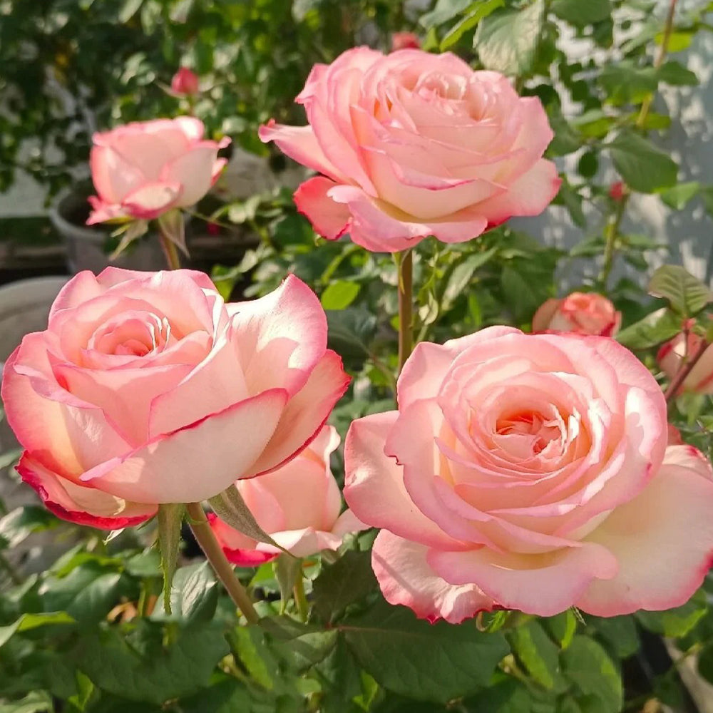 French Florist Shrub Rose Inspired by Joyce