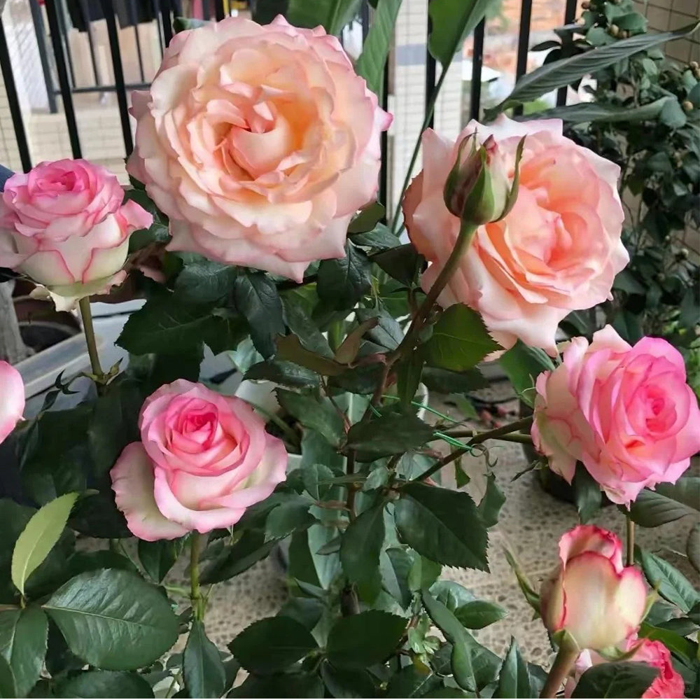French Florist Shrub Rose Inspired by Joyce