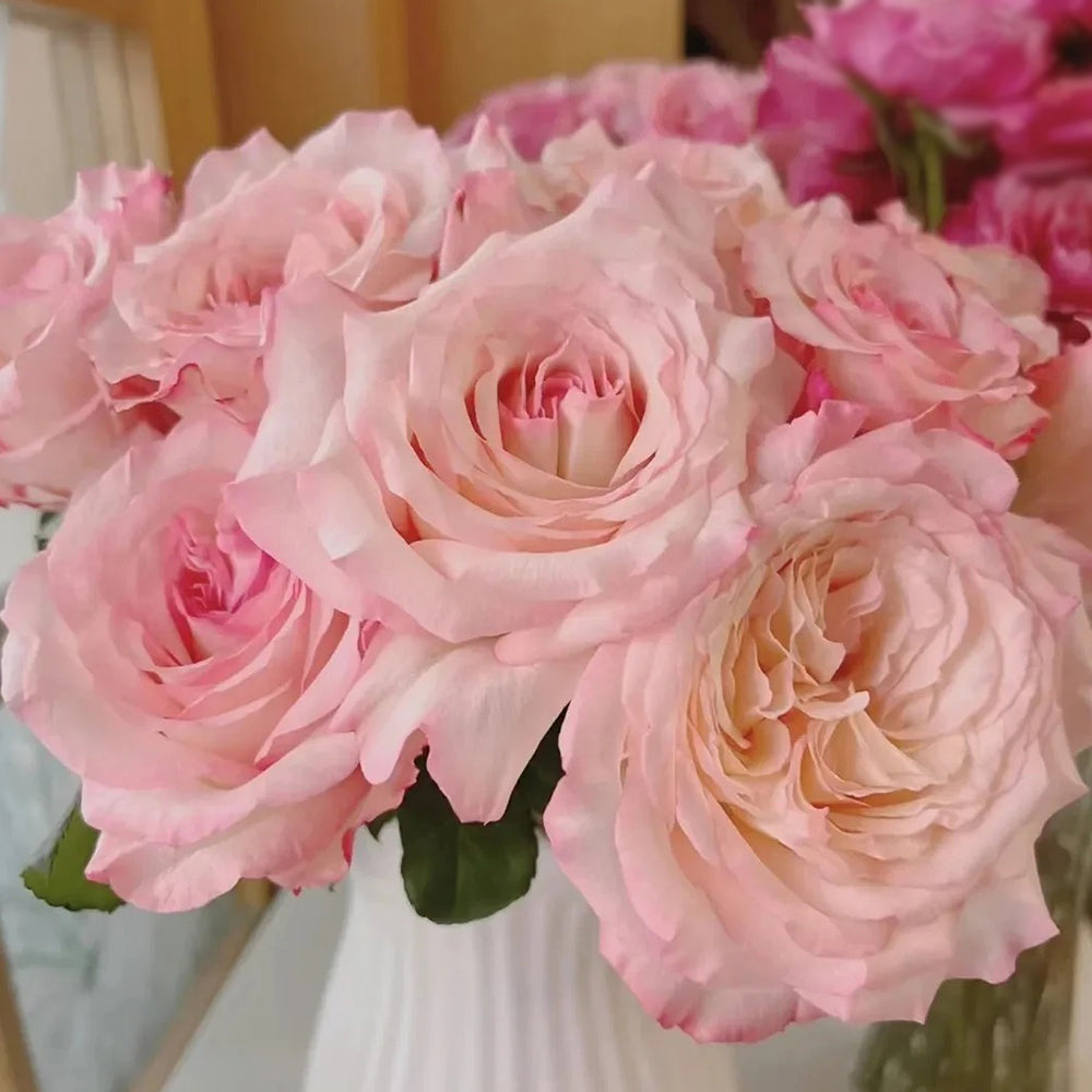 French Florist Shrub Rose Inspired by Joyce