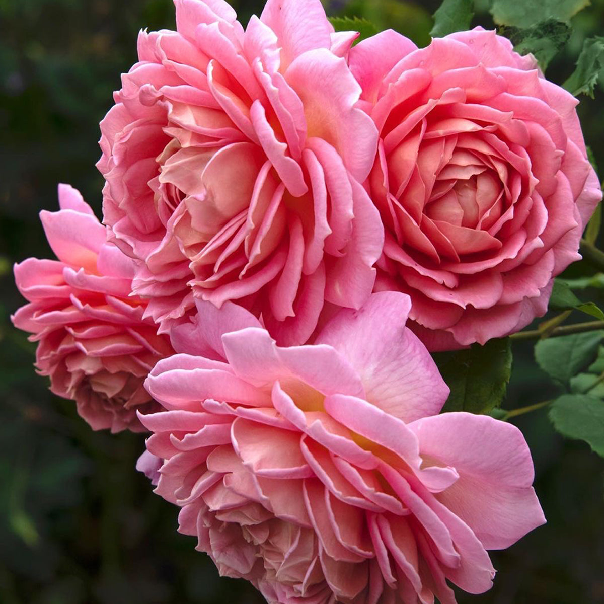 AUShunter English Garden Shrub Rose