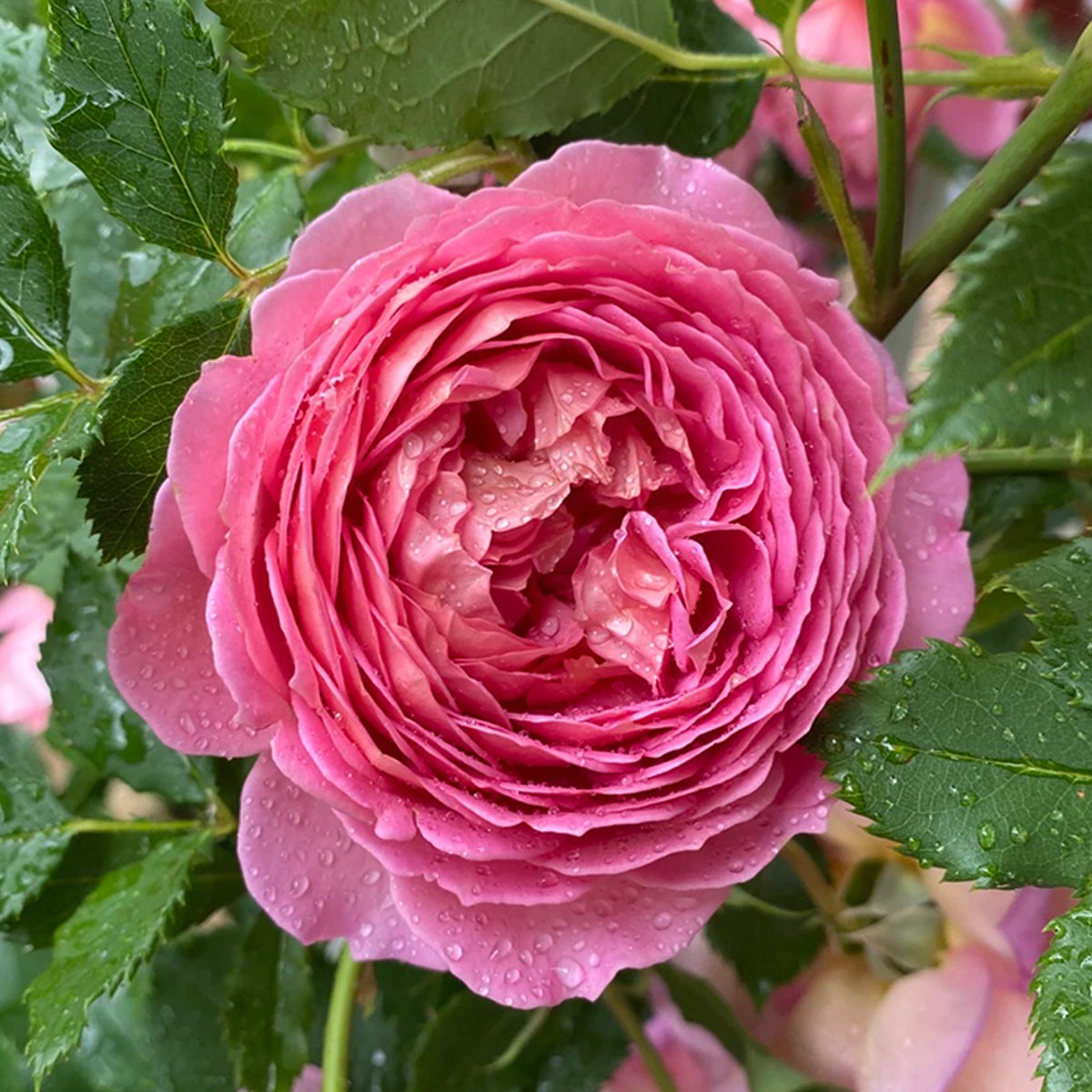 AUShunter English Garden Shrub Rose