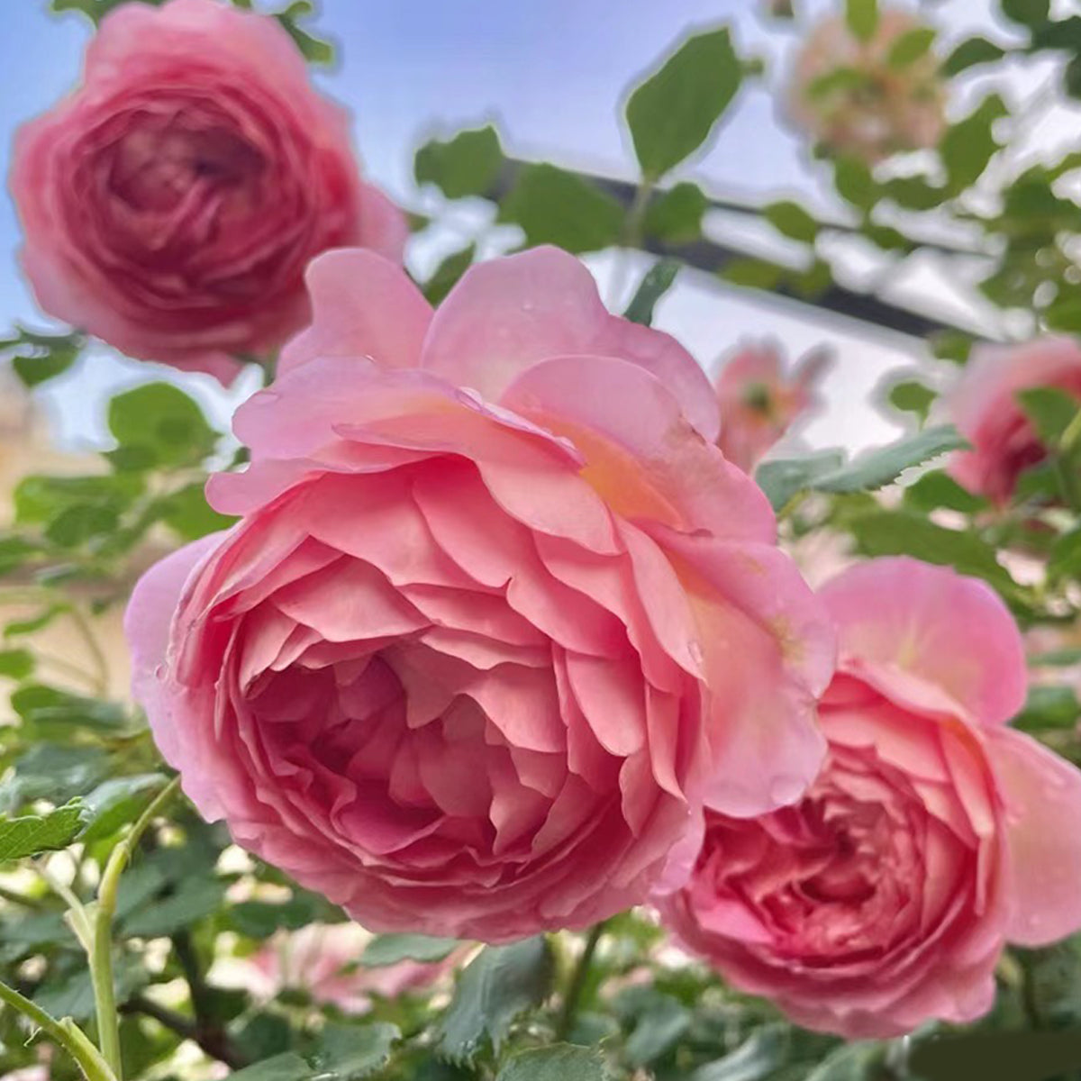 AUShunter English Garden Shrub Rose