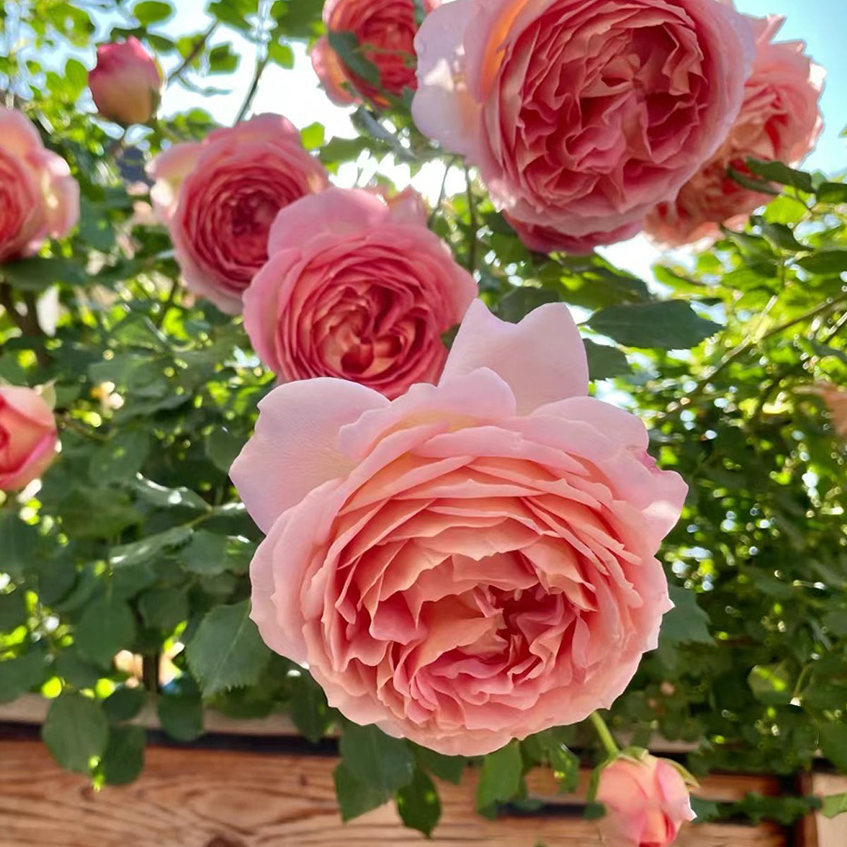AUShunter English Garden Shrub Rose
