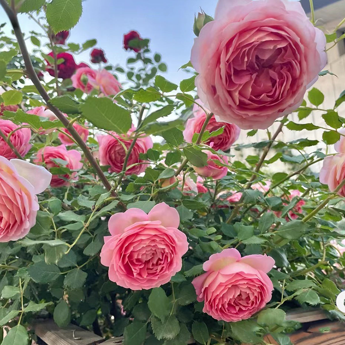 AUShunter English Garden Shrub Rose