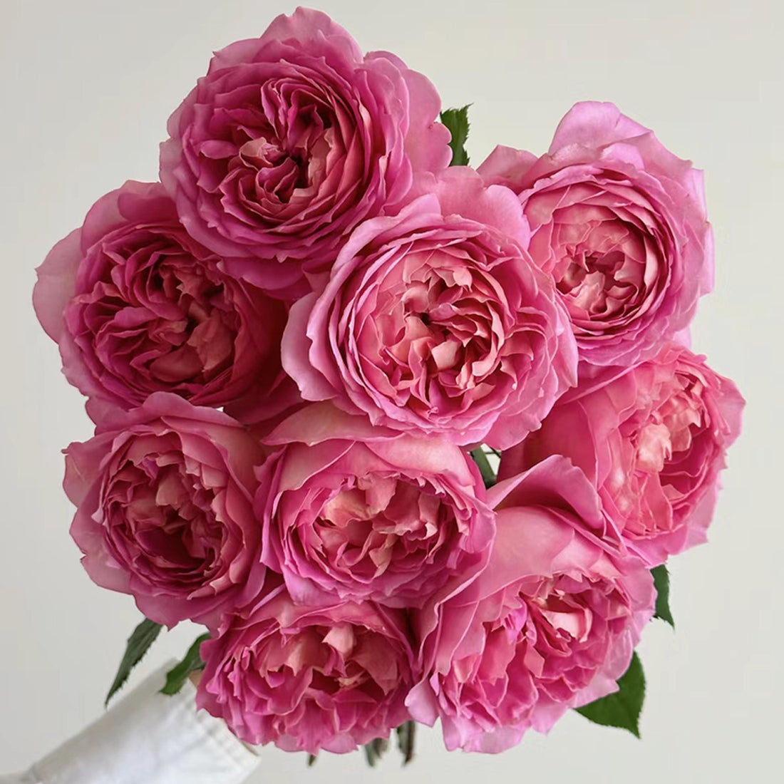 AUShunter English Garden Shrub Rose