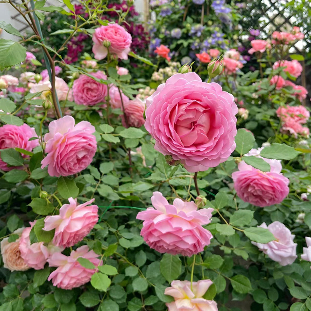 AUShunter English Garden Shrub Rose