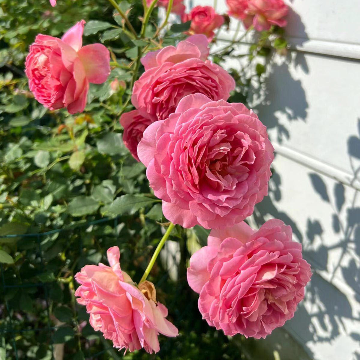 AUShunter English Garden Shrub Rose