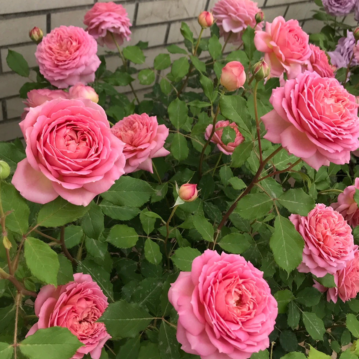 AUShunter English Garden Shrub Rose
