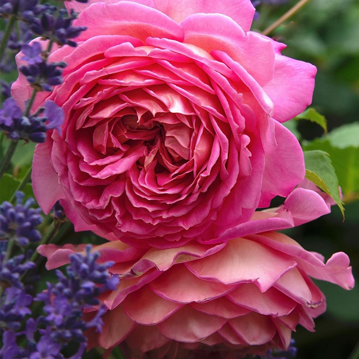AUShunter English Garden Shrub Rose