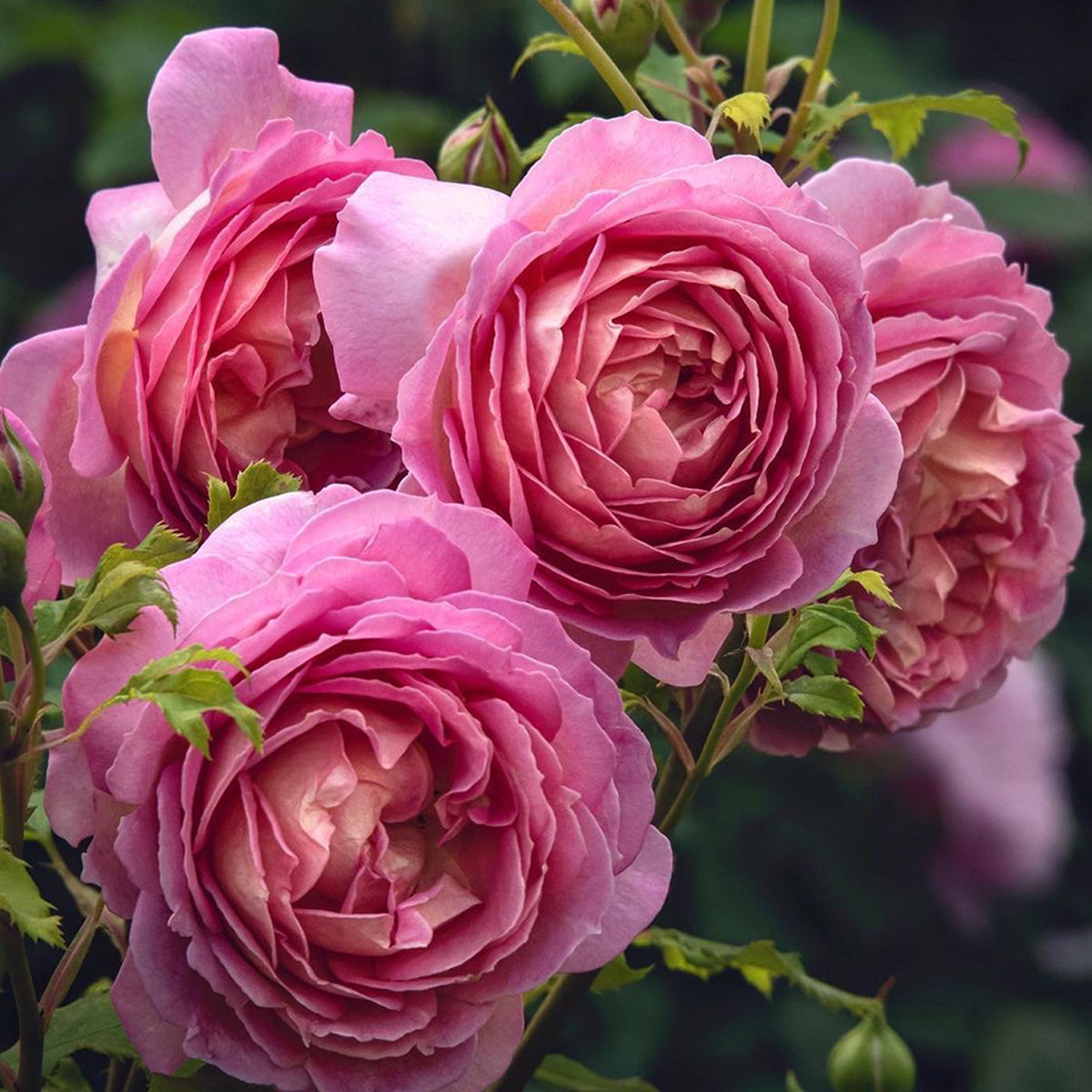 AUShunter English Garden Shrub Rose