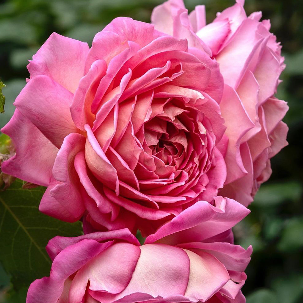 AUShunter English Garden Shrub Rose