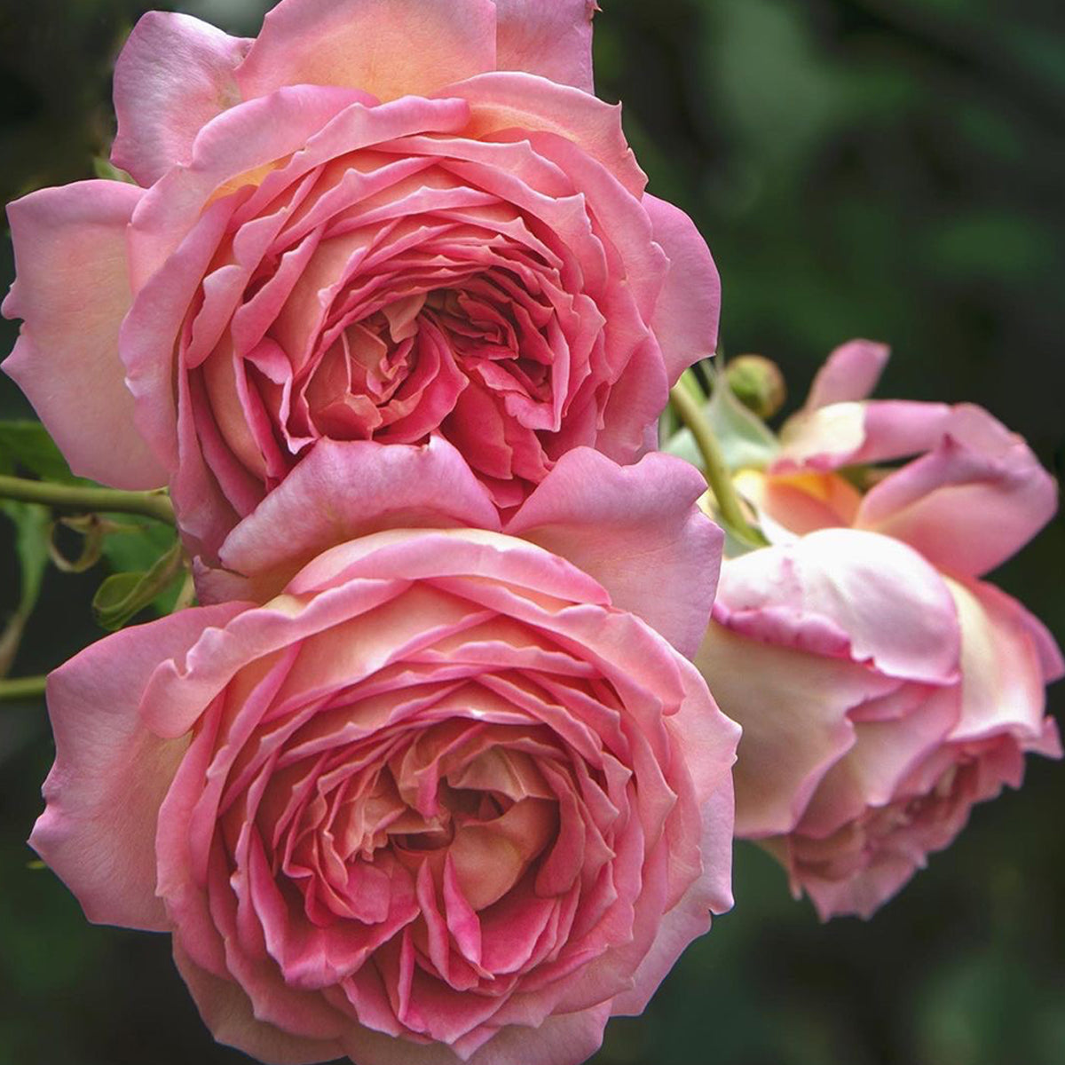 AUShunter English Garden Shrub Rose