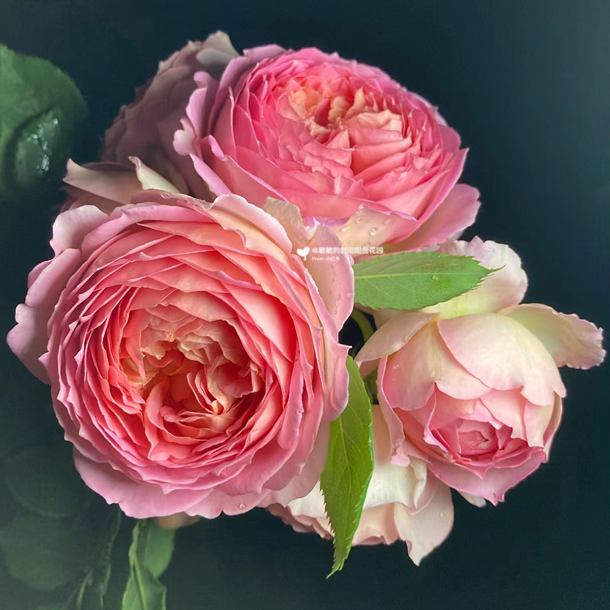 AUShunter English Garden Shrub Rose