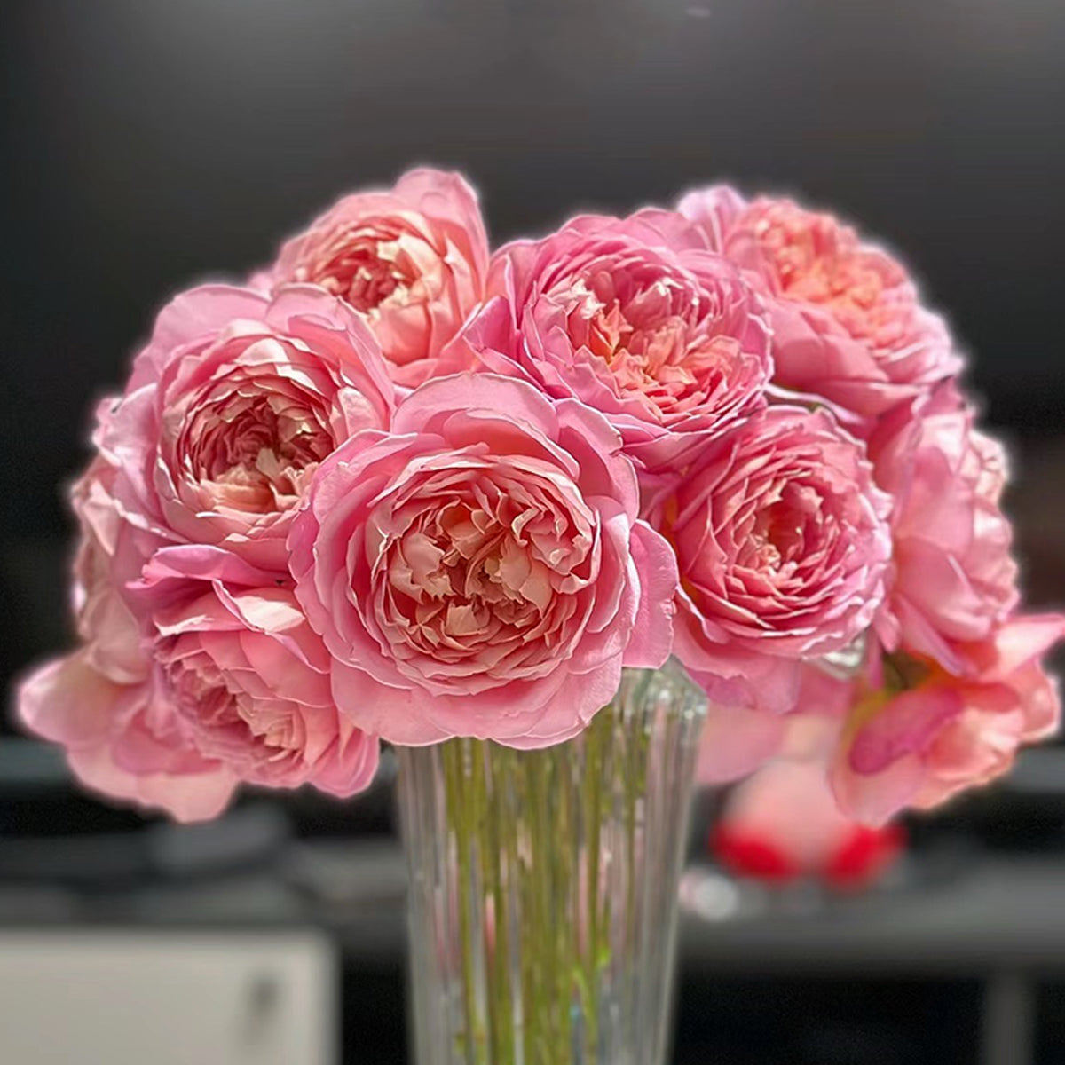 AUShunter English Garden Shrub Rose
