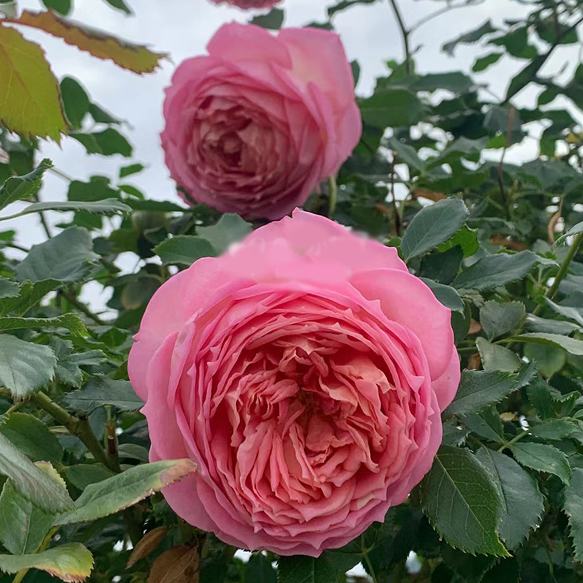 AUShunter English Garden Shrub Rose